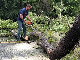 Best Tree Risk Assessment  in Cleveland, OH