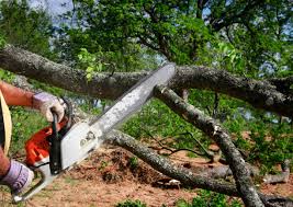 Best Tree Preservation Services  in Cleveland, OH