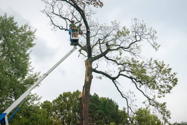 How Our Tree Care Process Works  in  Cleveland, OH