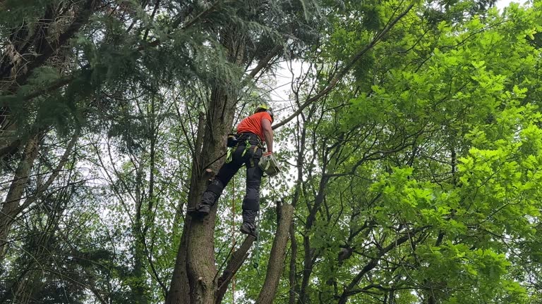 Best Stump Grinding and Removal  in Cleveland, OH