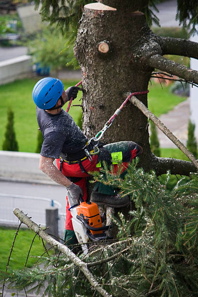 Best Leaf Removal  in Cleveland, OH