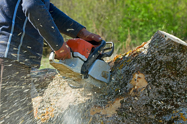 Cleveland, OH Tree Care  Company